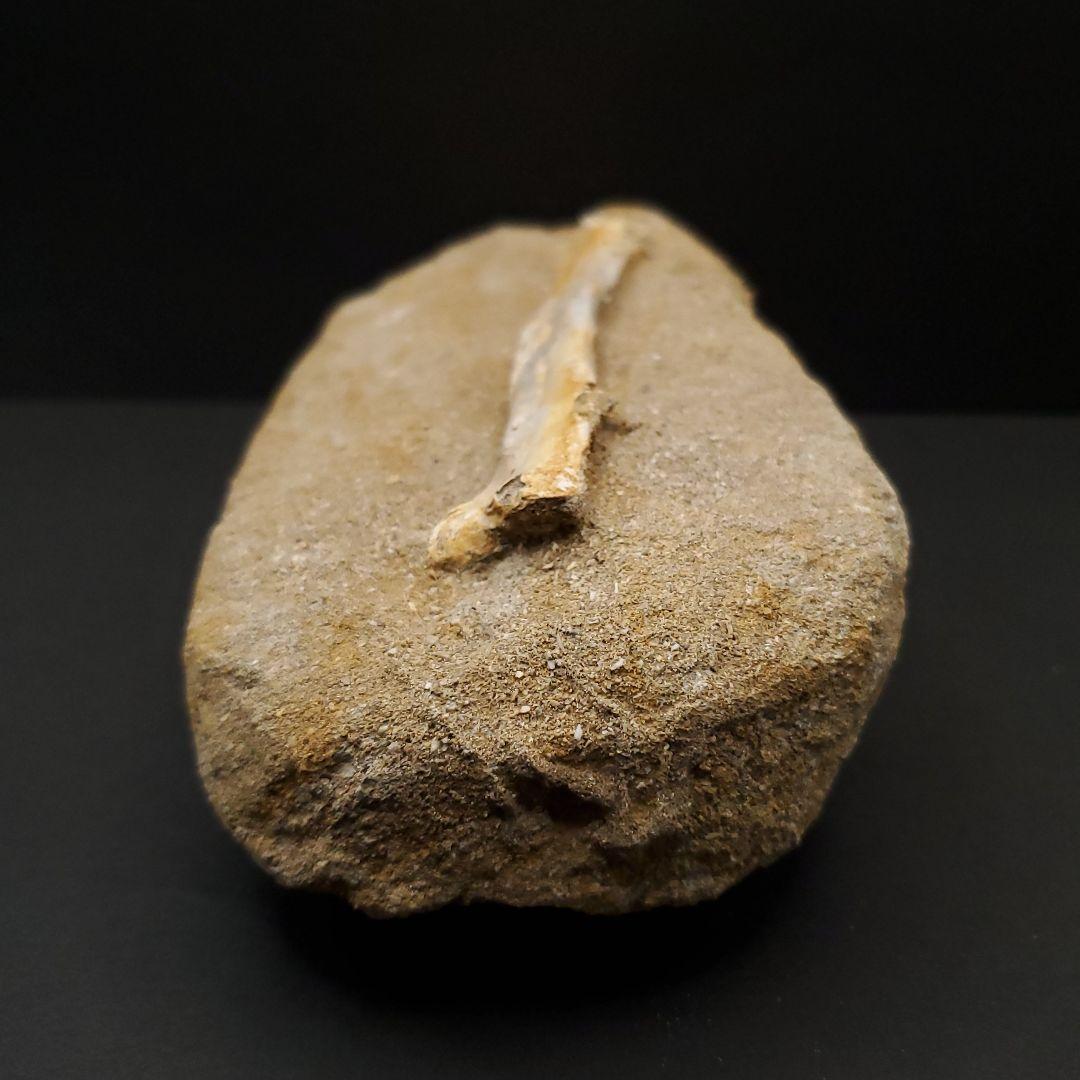 希少 アルシオーネ 骨 化石 本物 モロッコ産 170.29mm yk8