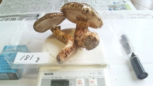 山形県産 松茸 国産 マツタケ まつたけ 松茸専門販売採取その14