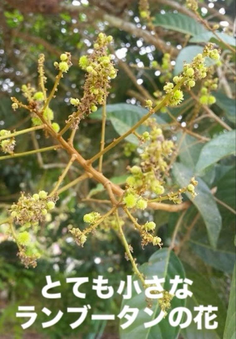 蜂蜜(ランブータンの花)710g【⭐️SALE❣️】塩、ココナッツシュガー、黒胡椒