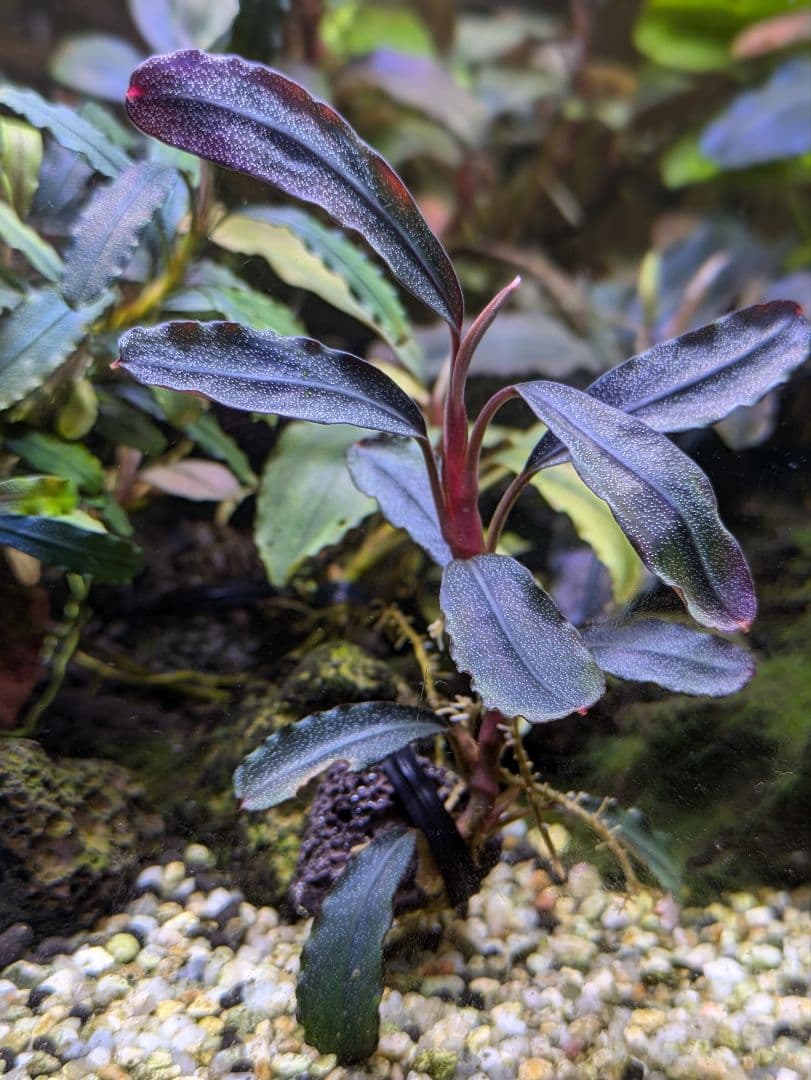 ブセファランドラsp.Demos 3rd【完全水中葉】