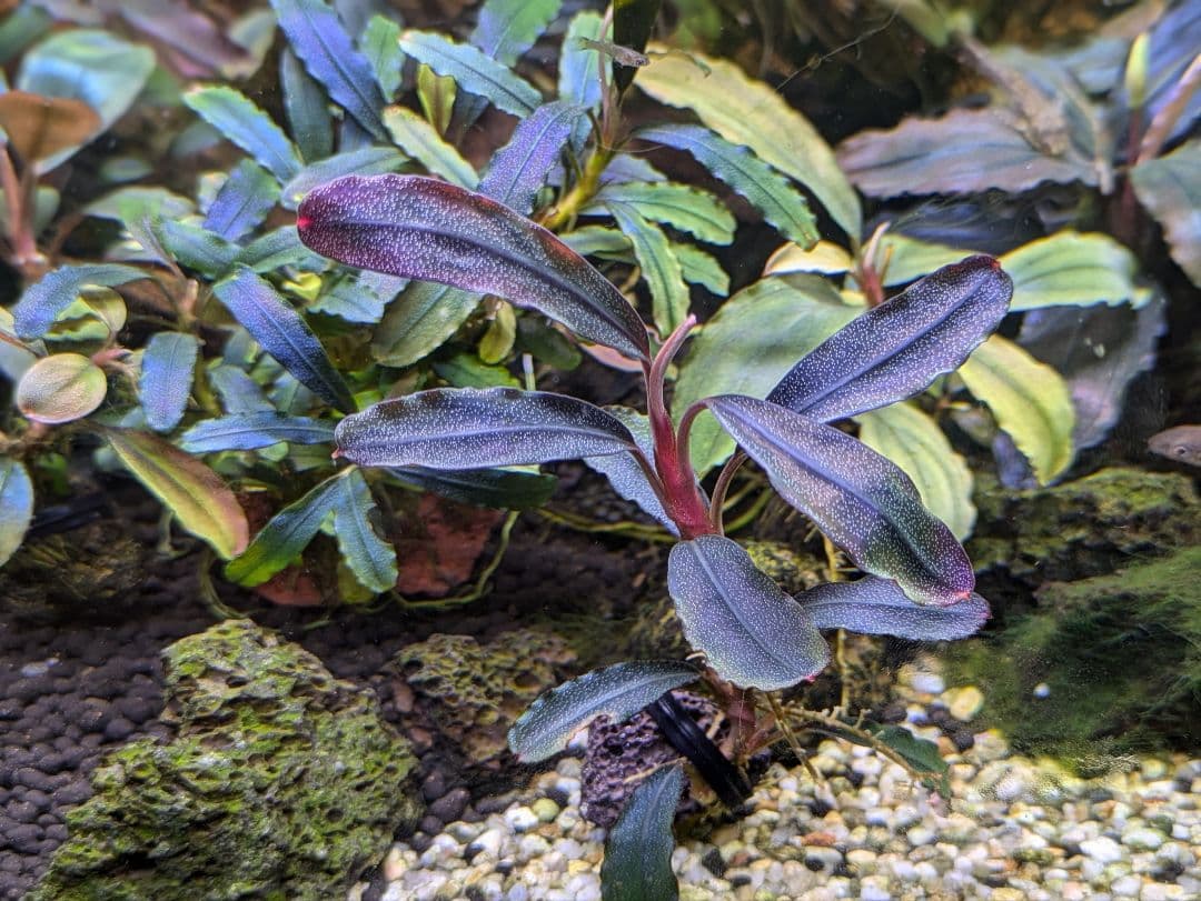 ブセファランドラsp.Demos 3rd【完全水中葉】