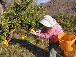 旬のイロイロセット（2月中～下旬の発送になります）