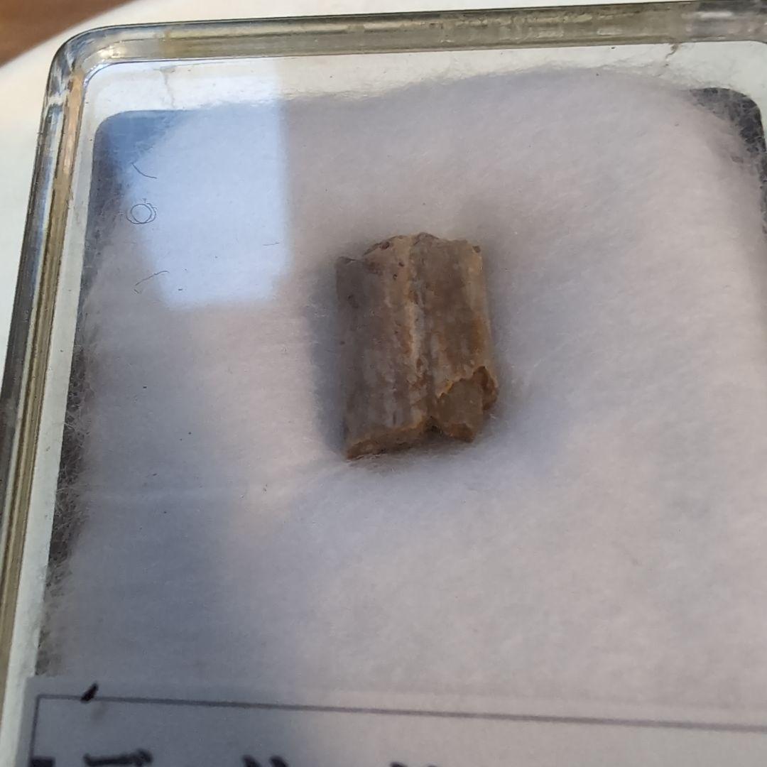 本物　希少　盤竜　ディメトロドンの帆の化石[オクラホマ]