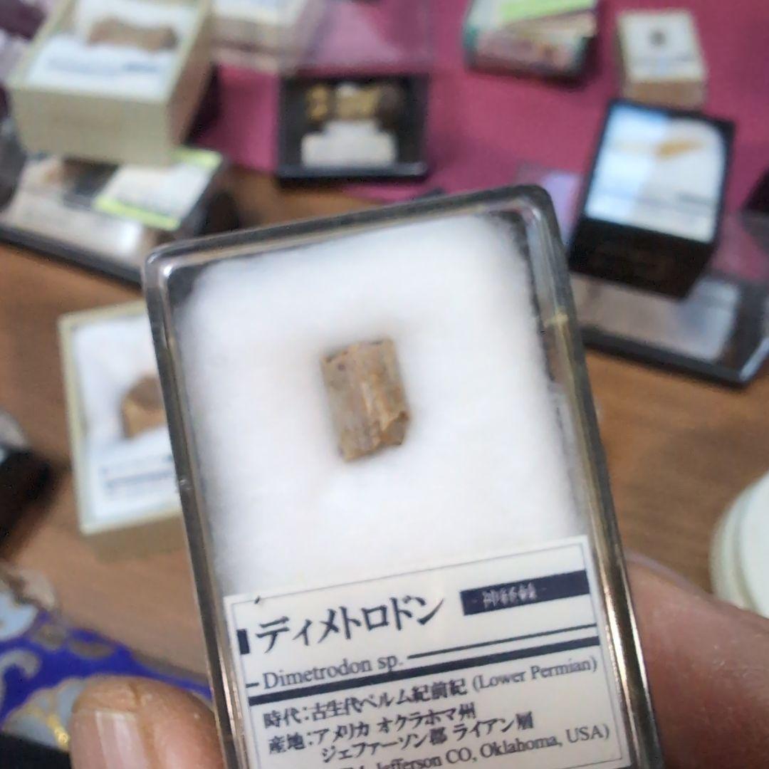 本物　希少　盤竜　ディメトロドンの帆の化石[オクラホマ]