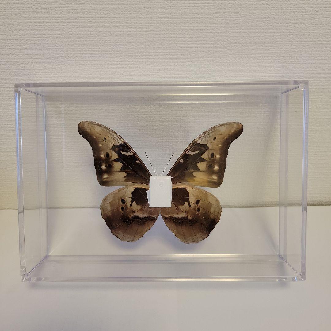 蝶の標本　ジャングルを舞う宝石(珍A)