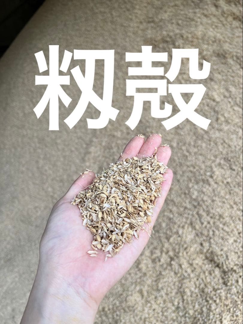 令和7年産コシヒカリ　（玄米10ｋｇ）