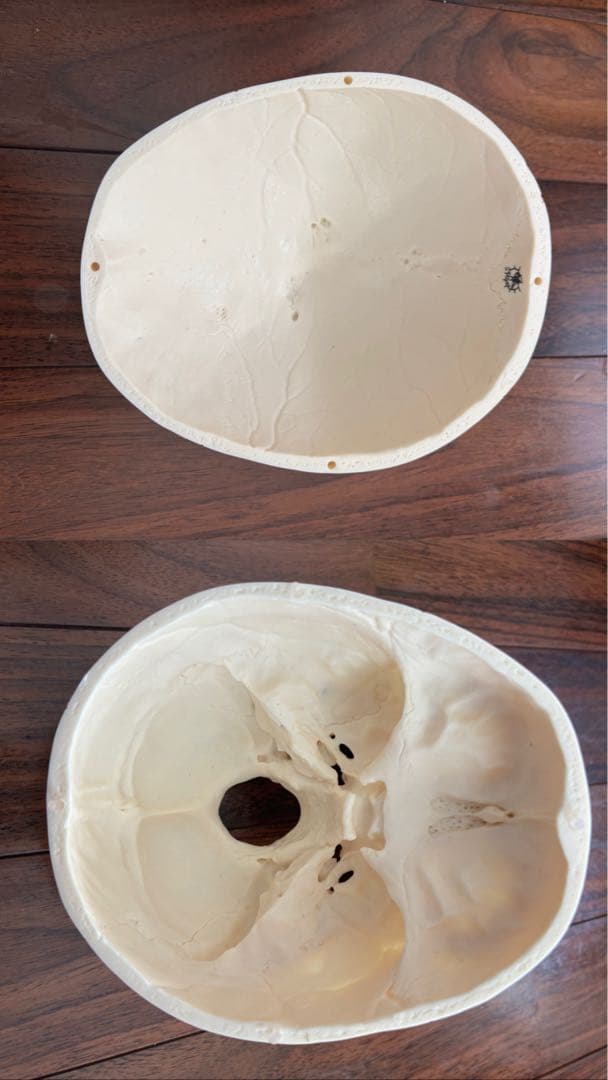 [SOMSO]頭蓋骨模型　【厳重包装】