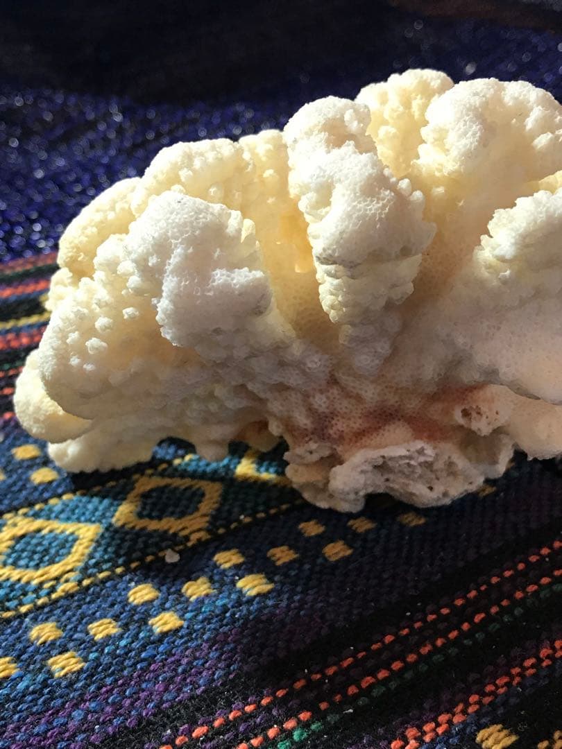 ◉台湾産【白珊瑚/ホワイトコーラル】原木[282