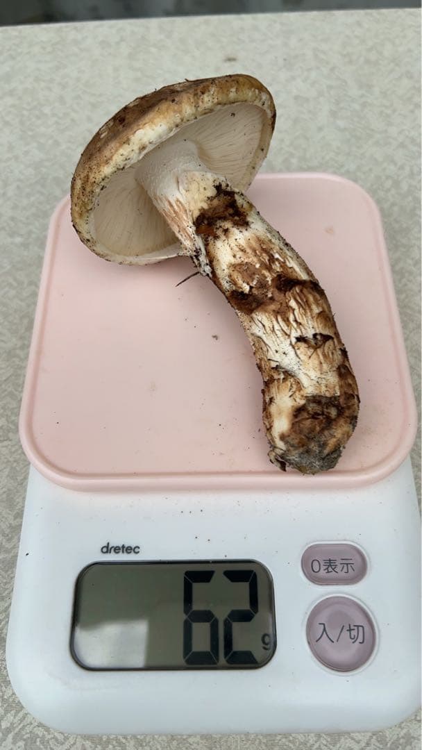 岡山県産松茸11月12日15時収穫