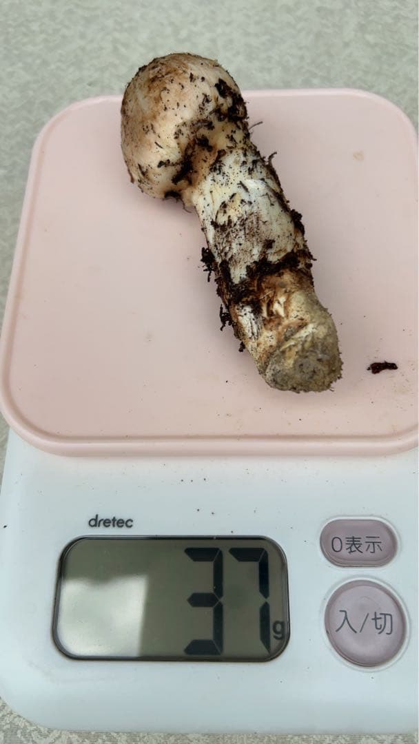 岡山県産松茸11月12日15時収穫