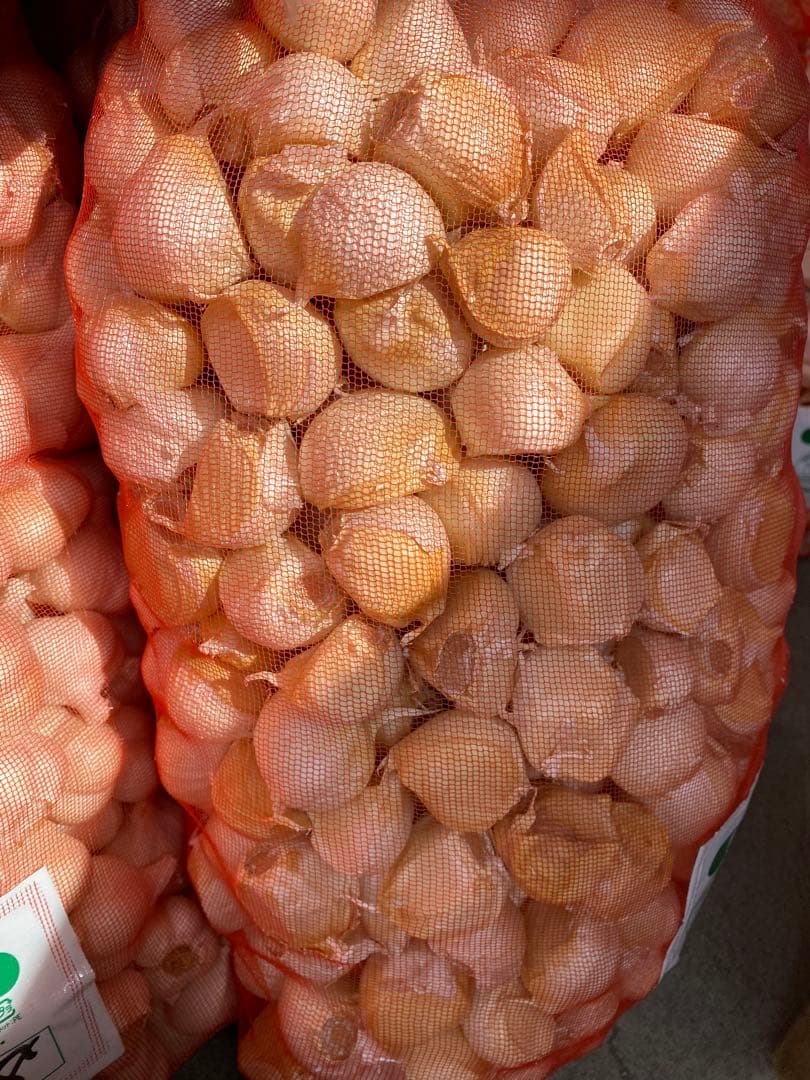 新物　青森県ばらにんにく10Kg 大　タネ可能