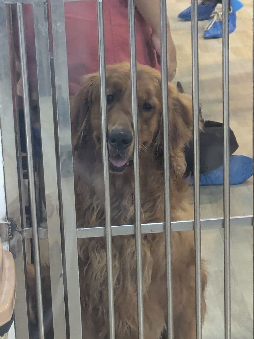 タイのお守りプラクルアン！危機からあなたを守るフンパヨン！稲藁製！