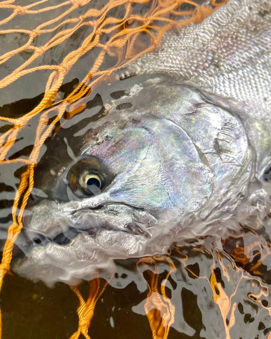 ufm ウエダ　トラウトスティンガー BORON TSS-82