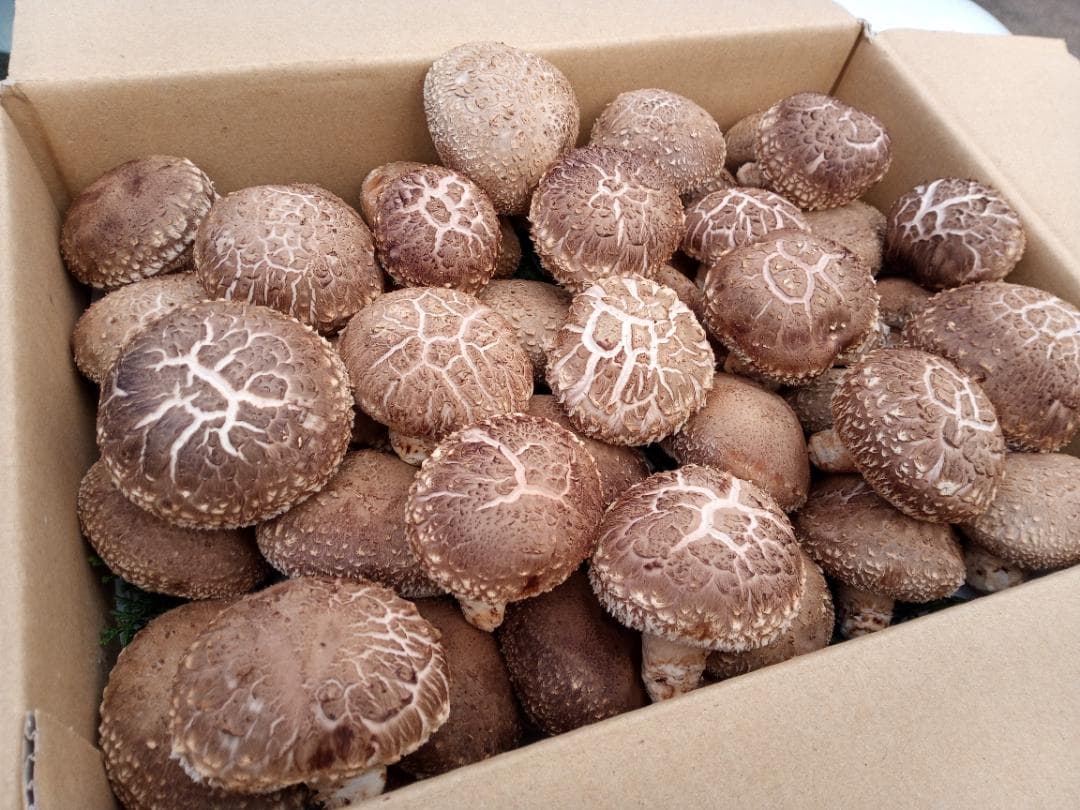 SYさまご予約専用 大分県特産 生どんこ椎茸「秋子」ダブル