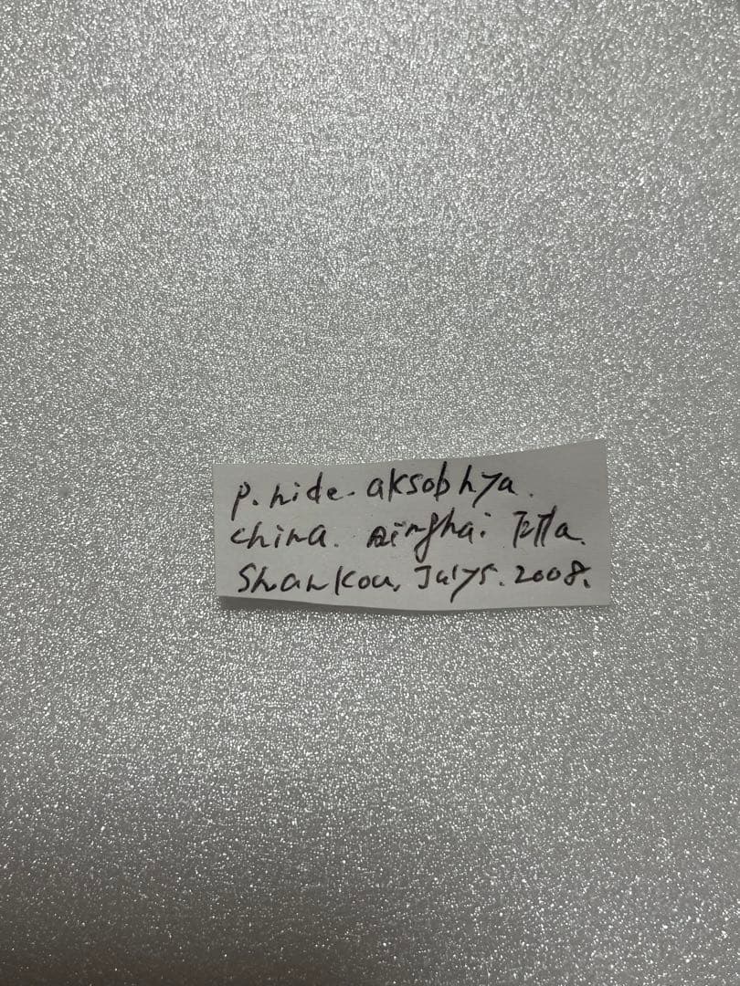 パルナシウス・ヒデ（オス、中国青海省エルラシャン）