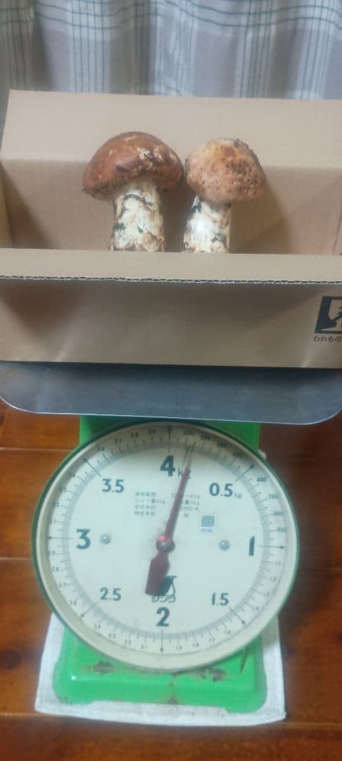 松茸　140㌘　岐阜県産