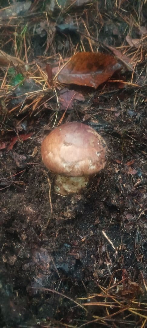 松茸　140㌘　岐阜県産