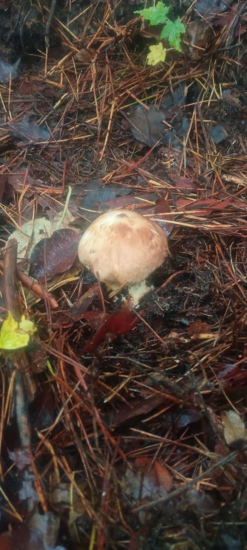 松茸　140㌘　岐阜県産