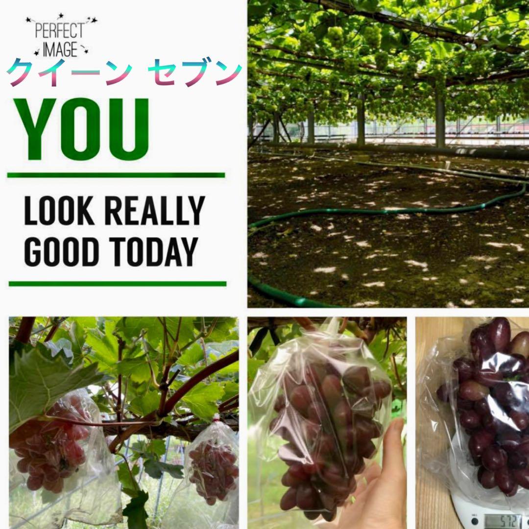 まねき様 美和姫 セブン マイハート 愛妻 ジーコ バイオレット ヌーベル 他