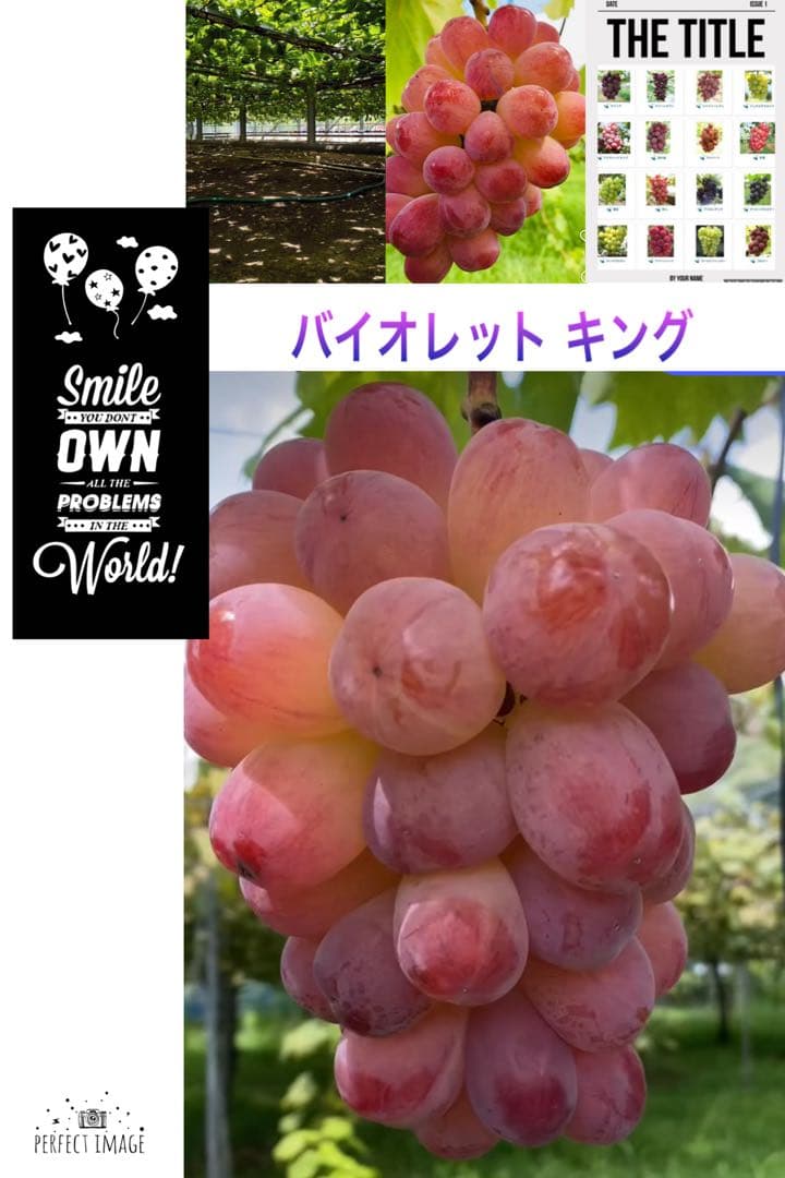 まねき様 美和姫 セブン マイハート 愛妻 ジーコ バイオレット ヌーベル 他