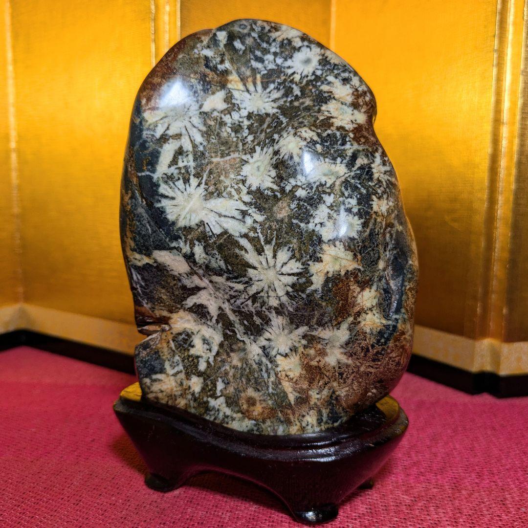 【だまやん】菊花石 岐阜県根尾谷産1.7㌔ 鑑賞石 観賞石 水石 盆石