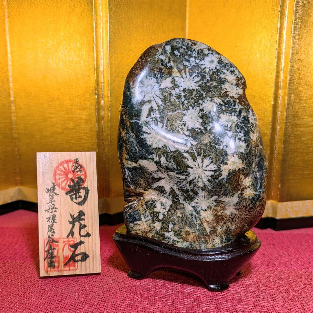 【だまやん】菊花石 岐阜県根尾谷産1.7㌔ 鑑賞石 観賞石 水石 盆石