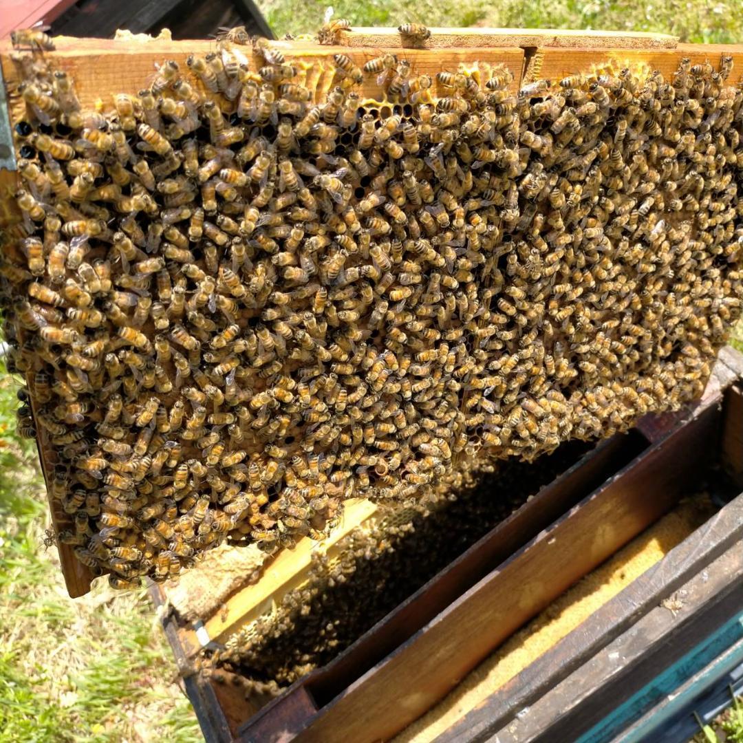はちみつ 600g×3瓶 蜂蜜 ハチミツ 国産