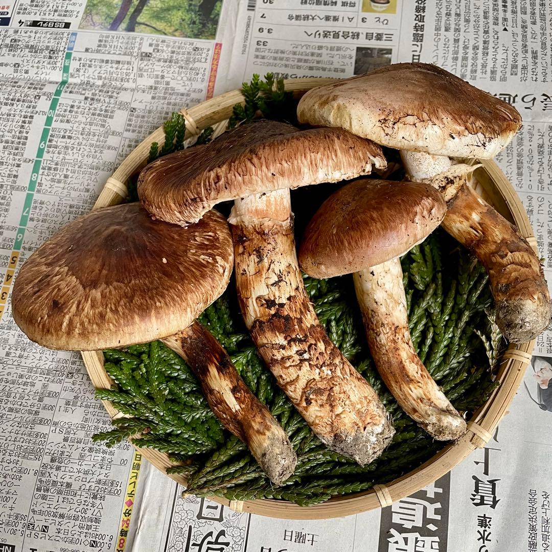 天然きのこ 松茸 国産 良品‼️ マツタケ まつたけ 森の凛さん採取 その150
