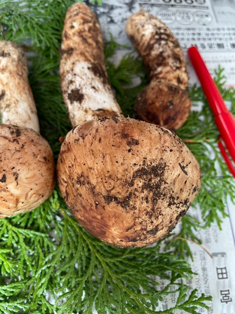 南信州産10月15日採取