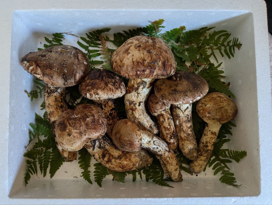 岩手県岩泉産　松茸　500g