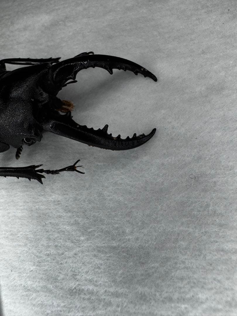 ハチジョウノコギリクワガタ 野外標本