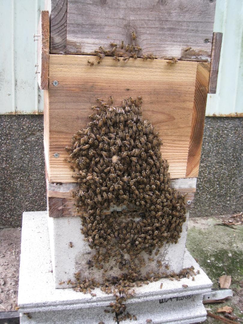 マコサン専用品★『100％純粋春蜜の４瓶セット』《幻の天然完熟百花蜜》