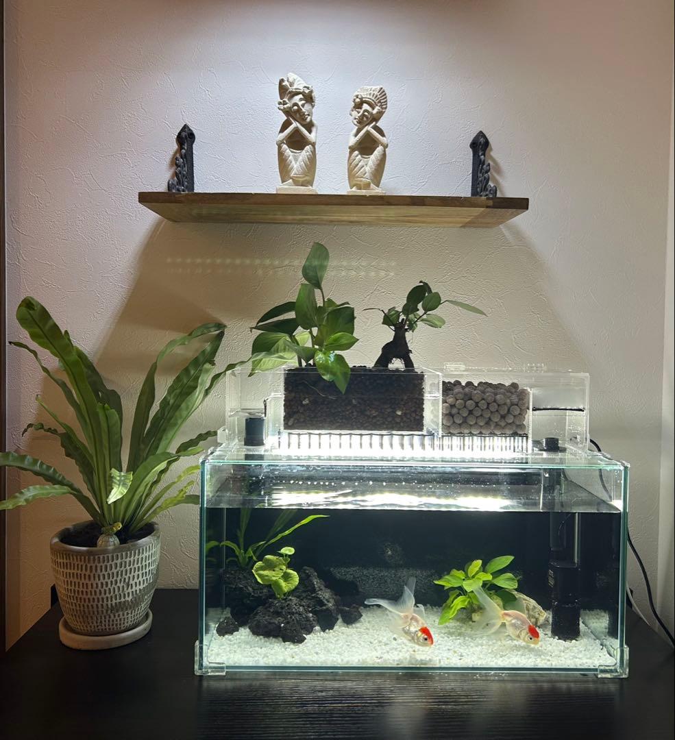【格安】上部濾過アクアリウム水槽　アクアポニックス（観葉植物）仕様