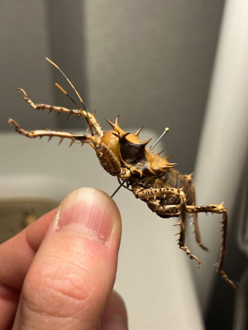【33mm】アーマードクリケット 武装コオロギ ドラゴンヘッドコオロギ昆虫標本