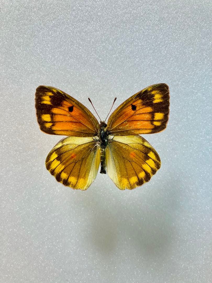 【赤型の異常型】コリアス（1メス・ロシア産）