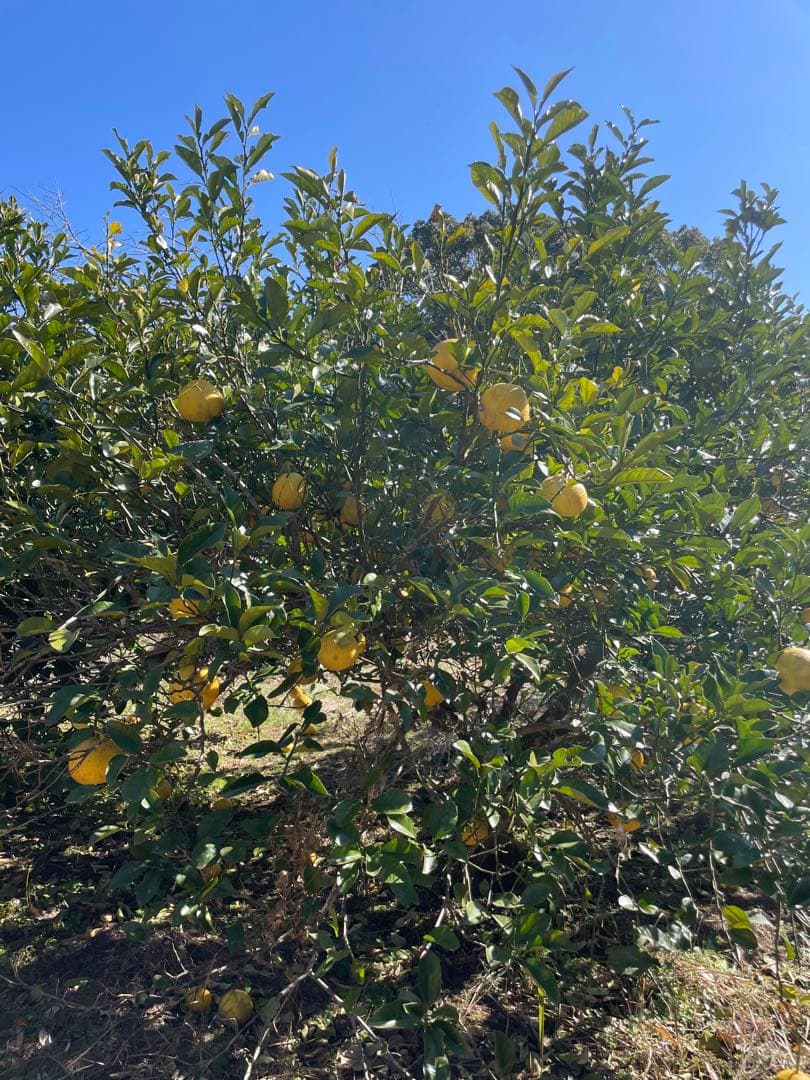 アンパンマン 　サワーポメロ 鹿児島産　箱込み9.3㎏　無農薬　農薬不使用