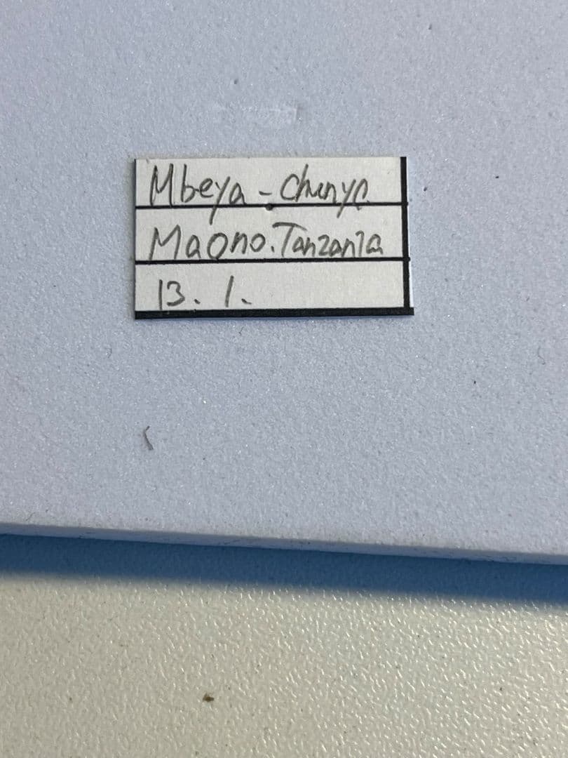 【一属一種】Bolbotritus bainesiウスバカミキリ 昆虫標本