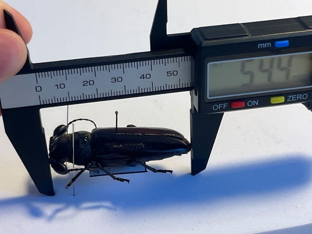 【一属一種】Bolbotritus bainesiウスバカミキリ 昆虫標本