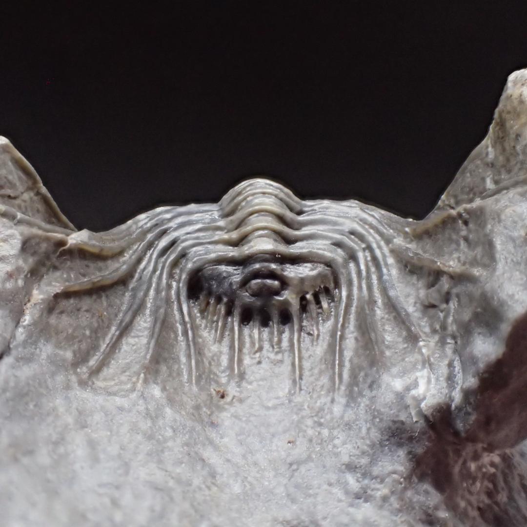 三葉虫の化石 美麗 ケットネラスピス モロッコ産 本物保証