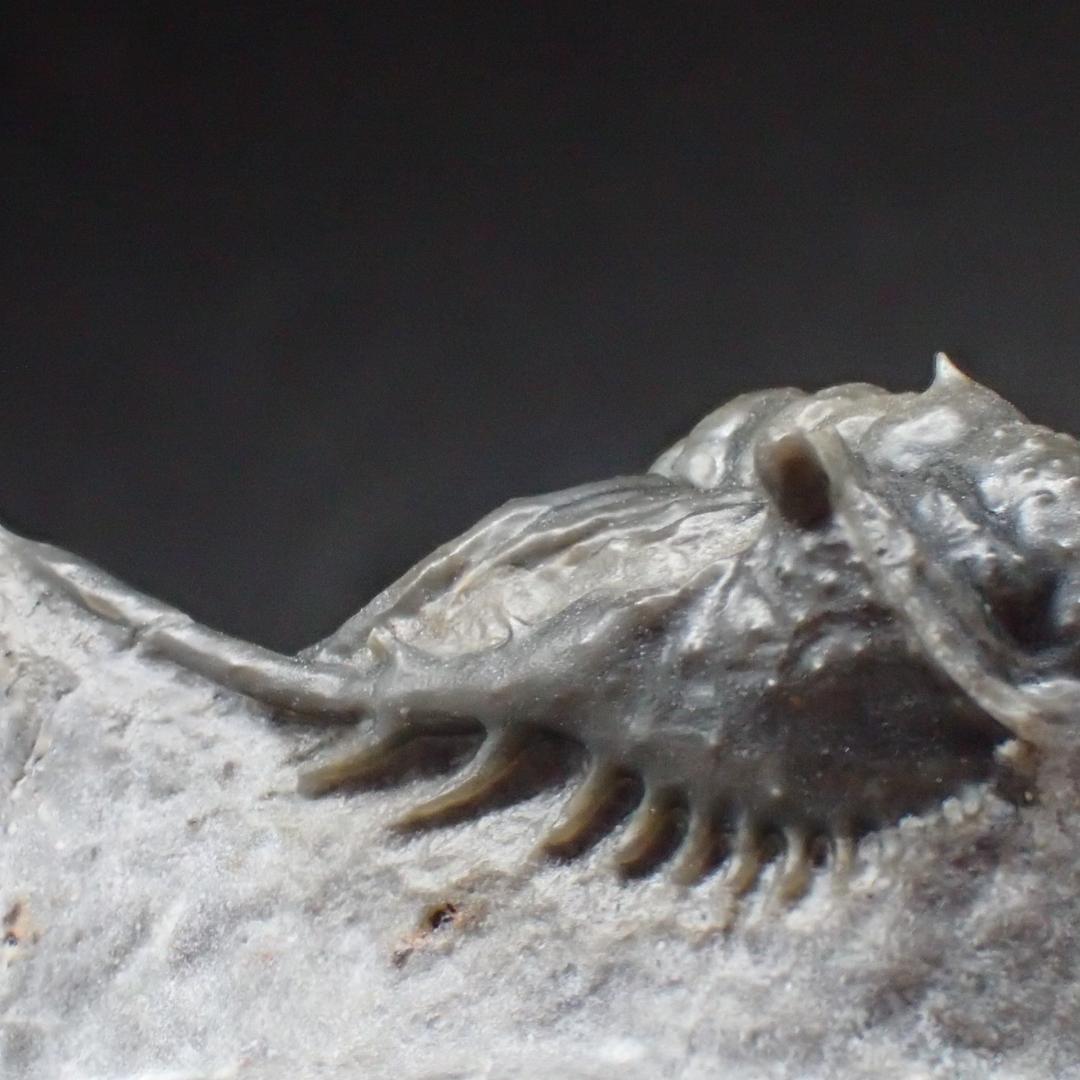 三葉虫の化石 美麗 ケットネラスピス モロッコ産 本物保証