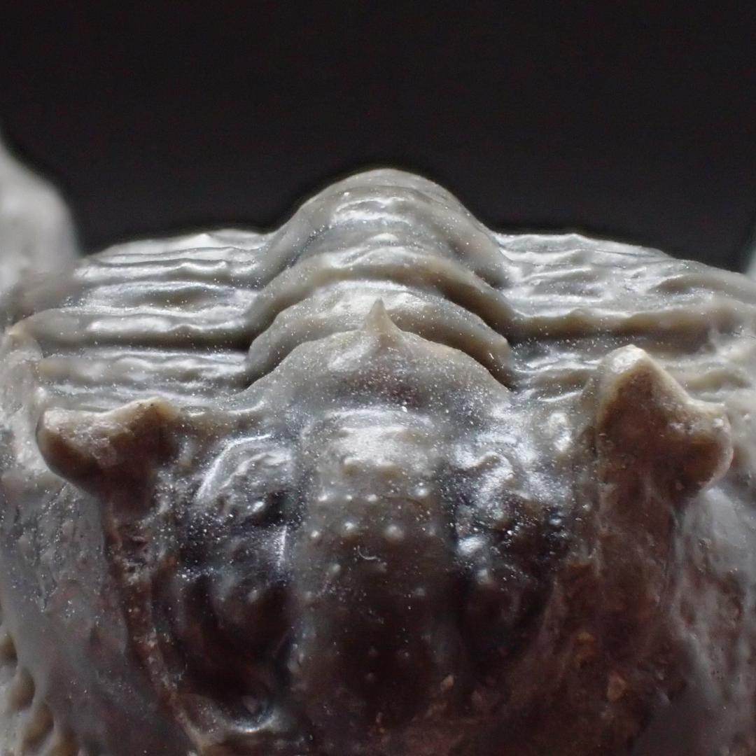 三葉虫の化石 美麗 ケットネラスピス モロッコ産 本物保証