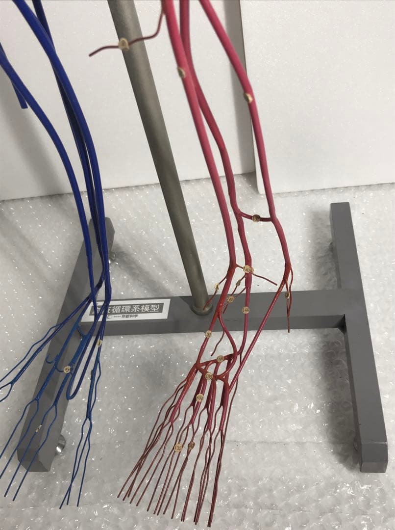 血液循環系模型 (透視式)♡