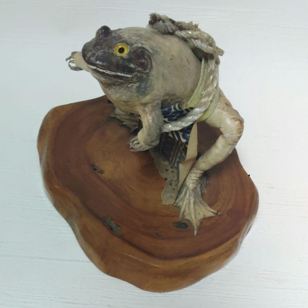 蛙力士　ウシガエルの横綱　土俵入り　カエルの置物　相撲　置物　剥製　昭和レトロ