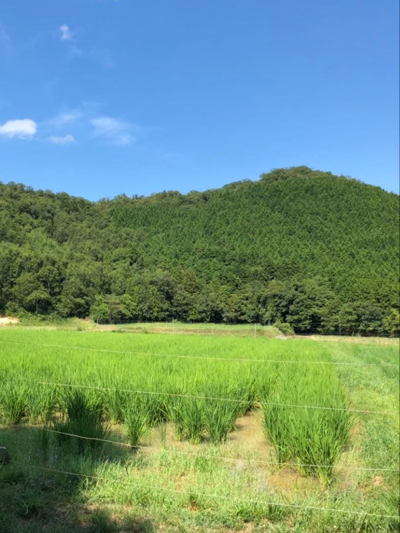 Natural farming自然栽培玄米 シュタイナー教育 腸脳相関 食養生