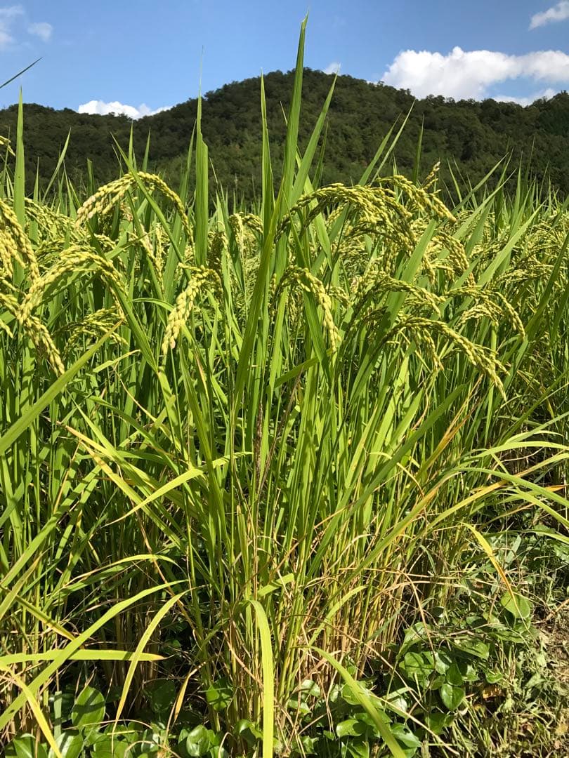 Natural farming自然栽培玄米 シュタイナー教育 腸脳相関 食養生
