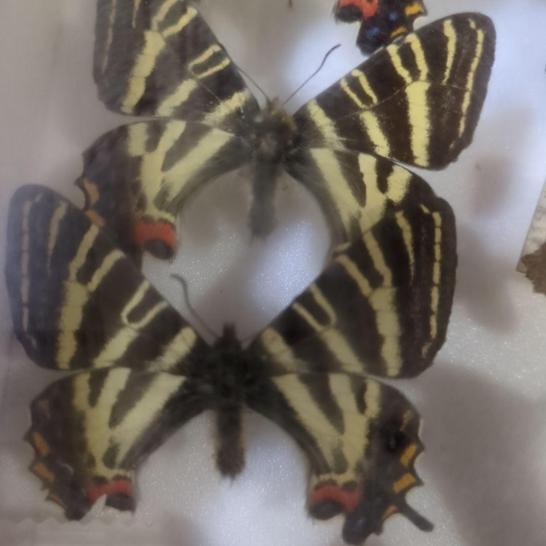 お値下げ！蝶標本