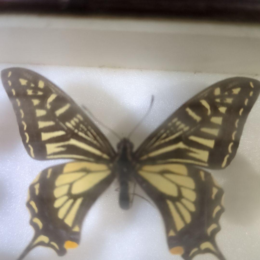 お値下げ！蝶標本