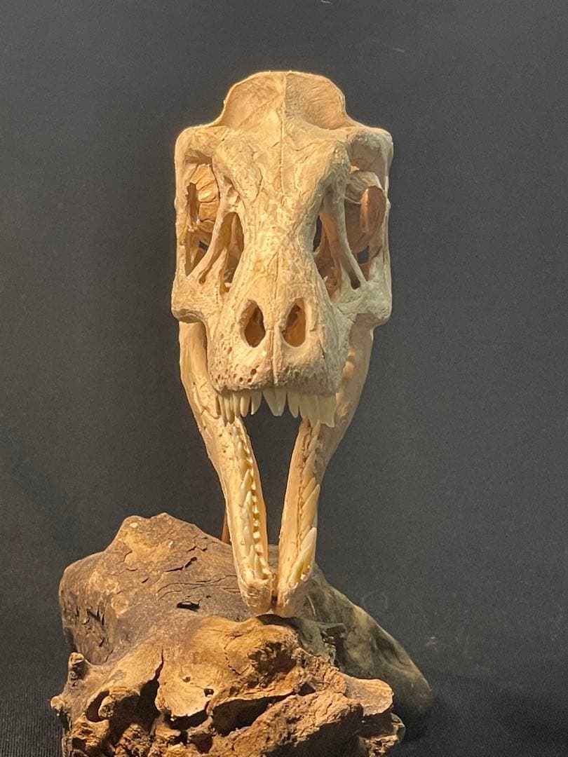 木彫　恐竜　ティラノサウルス　レックス　幼体　頭骨模型　11cm