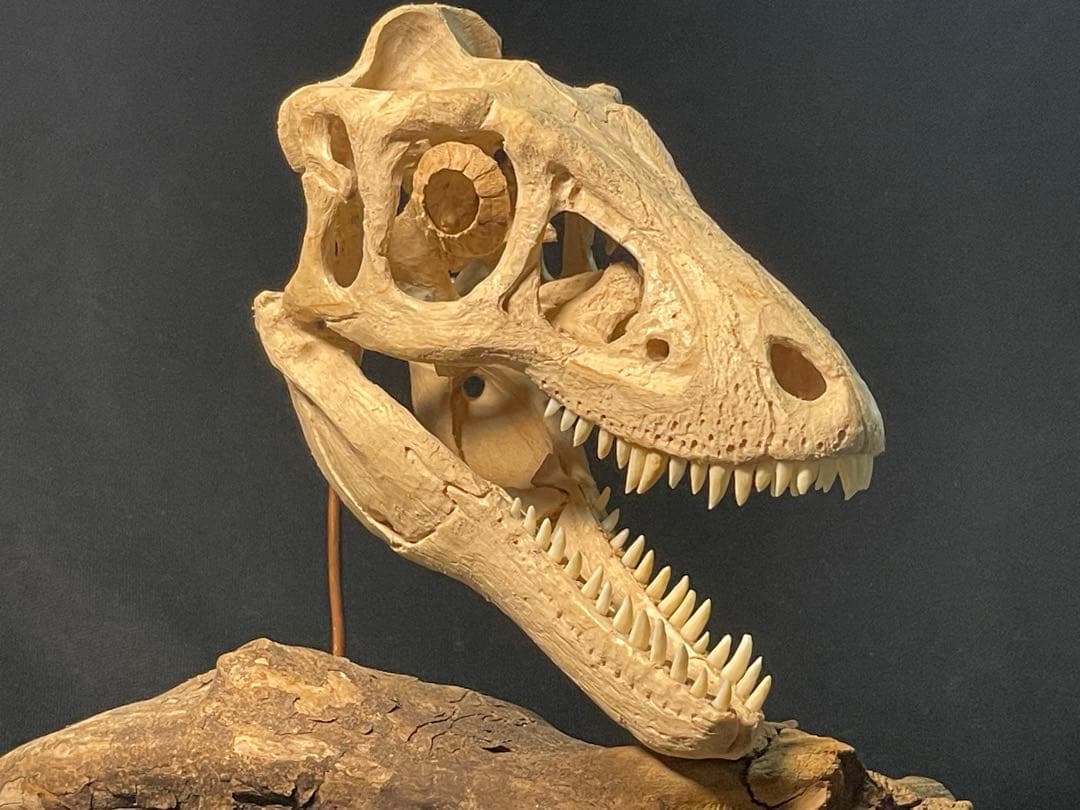 木彫　恐竜　ティラノサウルス　レックス　幼体　頭骨模型　11cm