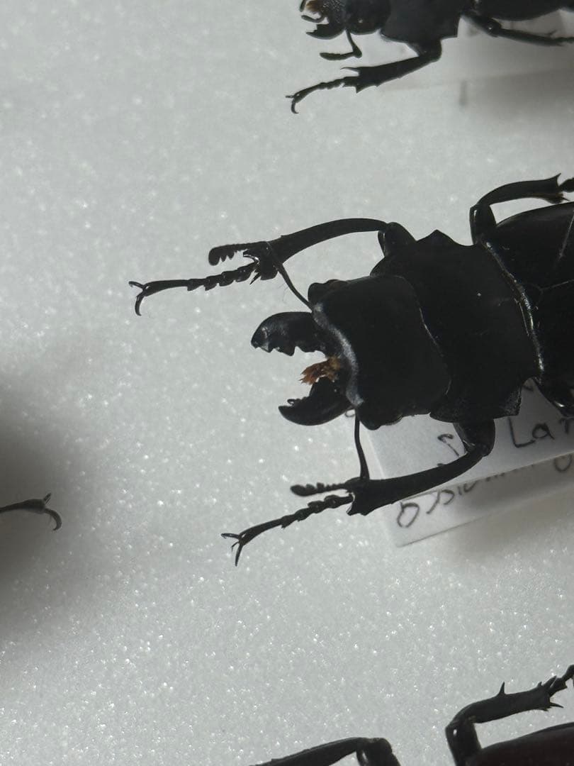 【野外標本】ニグリータツヤクワガタ ペア Odontolabis nigrita